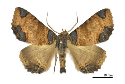 敝衣析裳蛾 Sypnoides pannosa 雄蟲