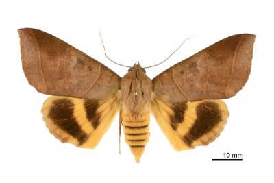 枯肖毛翅裳蛾 Thyas coronata 雌蟲