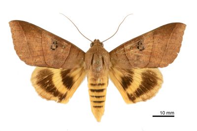 枯肖毛翅裳蛾 Thyas coronata 雄蟲