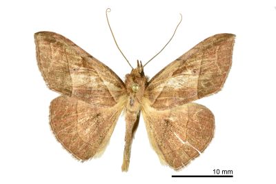 Tiruvaca subcostalis 雄蟲