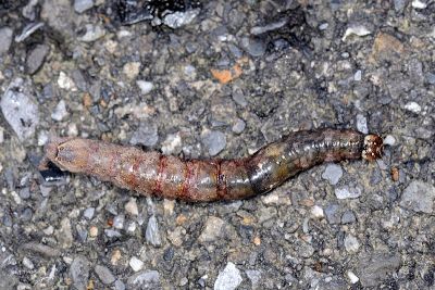 弓堡裳蛾 Bastilla arcuata