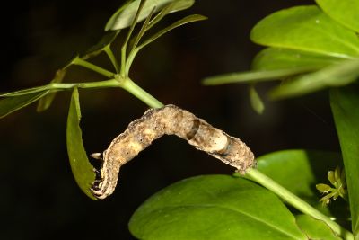 窄藍條裳蛾 Ischyja ferrifracta
