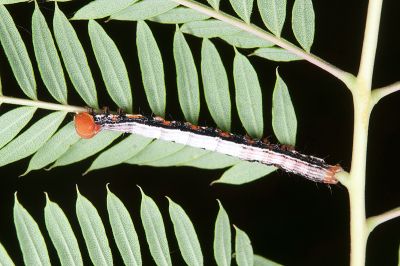 鳳凰木裳蛾 Pericyma cruegeri