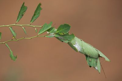 鳳凰木裳蛾 Pericyma cruegeri