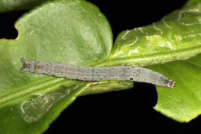 淡紫暈後白點裳蛾 Macaldenia palumba