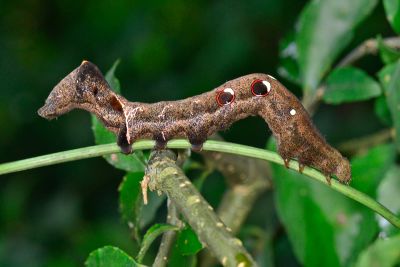 豔葉裳蛾 Eudocima salaminia