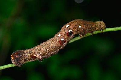 豔葉裳蛾 Eudocima salaminia