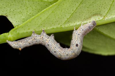 淡紫暈後白點裳蛾 Macaldenia palumba