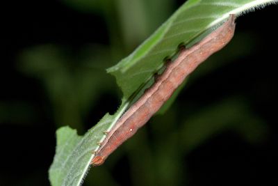 敖裳蛾 Ophisma gravata