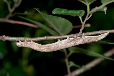 同安鈕裳蛾 Ophiusa disjungens indiscriminata