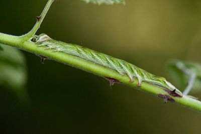 華析裳蛾 Sypnoides chinensis