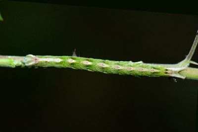 華析裳蛾 Sypnoides chinensis