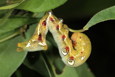 枯落葉裳蛾 Eudocima tyrannus