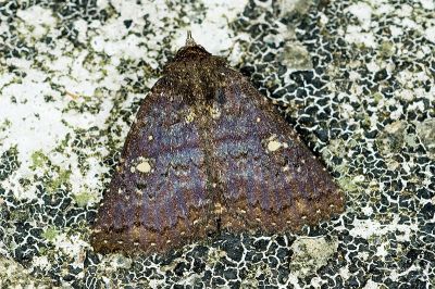 橘朋閃裳蛾 Hypersypnoides punctosa 雄蟲