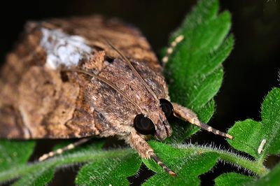 曲耳裳蛾 Ercheia cyllaria 雄蟲