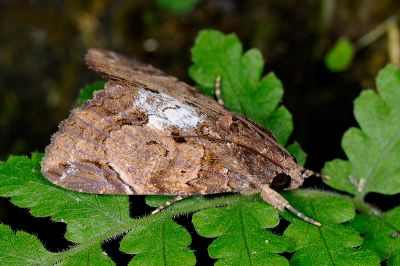 曲耳裳蛾 Ercheia cyllaria 雄蟲