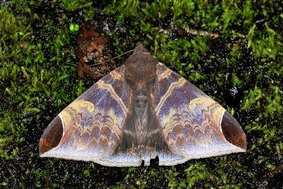 彩巾裳蛾 Pindara illibata 雄蟲