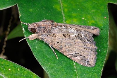 曲耳裳蛾 Ercheia cyllaria 雄蟲