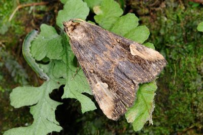 社裳蛾 Pseudosphetta moorei 雄蟲