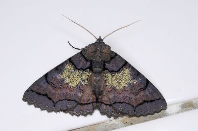 綠霧閃裳蛾 Sypna chloronebula 雄蟲