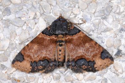 敝衣析裳蛾 Sypnoides pannosa 雄蟲