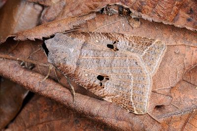 岸田影裳蛾 Lygephila dorsigera 雄蟲