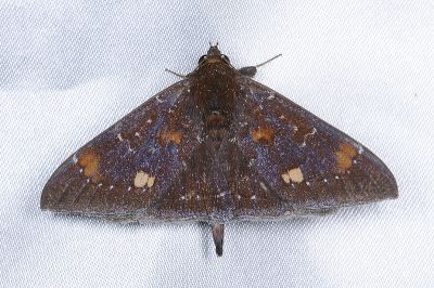 妖裳蛾 Platyja acerces 雄蟲