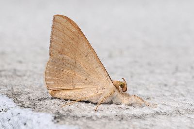 佩裳蛾 Oxyodes scrobiculata 雄蟲