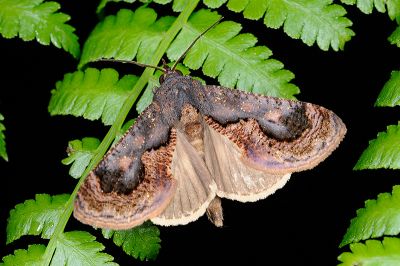 分雀裳蛾 Batracharta divisa 雄蟲