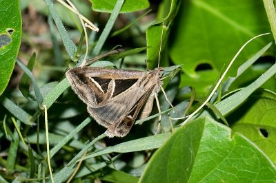 分裳蛾 Trigonodes hyppasia 雌蟲