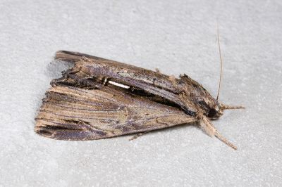 白帶耳裳蛾 Ercheia niveostrigata 雄蟲