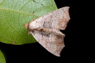 叢胸裳蛾 Hyperlopha compactilis 雄蟲