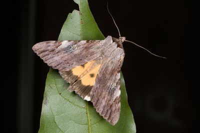 斑裳蛾 Catocala macula macula 雄蟲