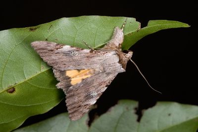 斑裳蛾 Catocala macula macula 雄蟲