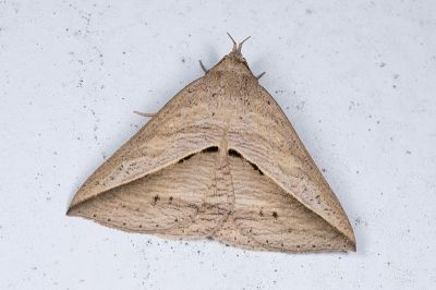 斜帶皺波裳蛾 Dierna strigata 雄蟲