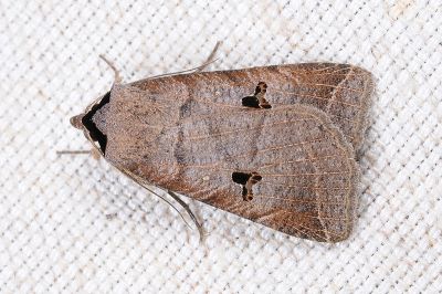岸田影裳蛾 Lygephila dorsigera 雄蟲