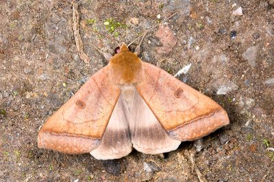 直安鈕裳蛾 Ophiusa trapezium 雄蟲
