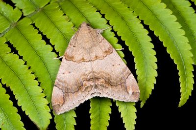 飛揚阿裳蛾 Achaea janata 雄蟲