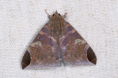 彩巾裳蛾 Pindara illibata 雄蟲