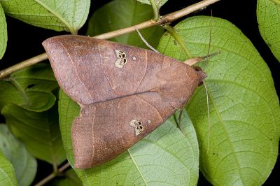 枯肖毛翅裳蛾 Thyas coronata 雄蟲
