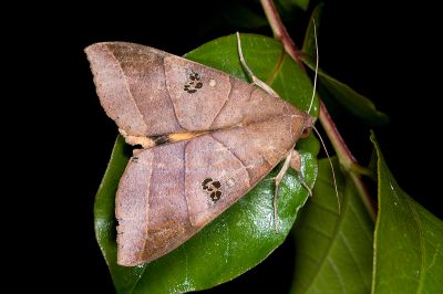 枯肖毛翅裳蛾 Thyas coronata 雄蟲