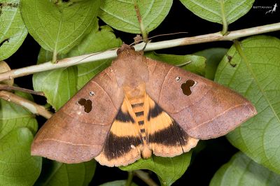 枯肖毛翅裳蛾 Thyas coronata 雄蟲