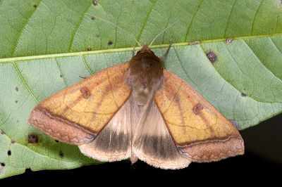 直安鈕裳蛾 Ophiusa trapezium 雄蟲
