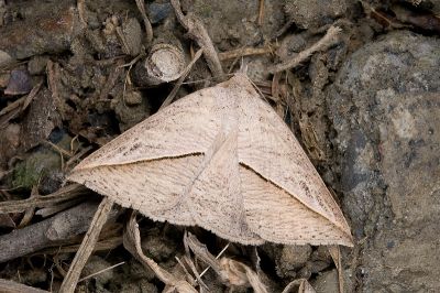 斜帶皺波裳蛾 Dierna strigata 雌蟲