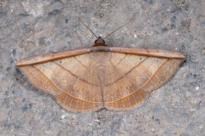 瞇木裳蛾 Entomogramma fautrix 雄蟲