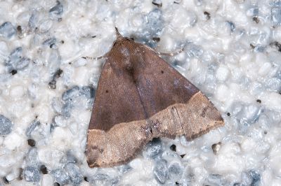 基伊裳蛾 Itmaharela basalis 雄蟲