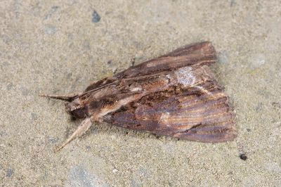 曲耳裳蛾 Ercheia cyllaria 雄蟲