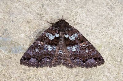 離閃裳蛾 Sypna diversa 雌蟲