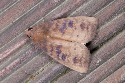 帶元裳蛾 Avitta fasciosa 雄蟲