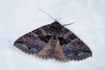 離閃裳蛾 Sypna diversa 雌蟲